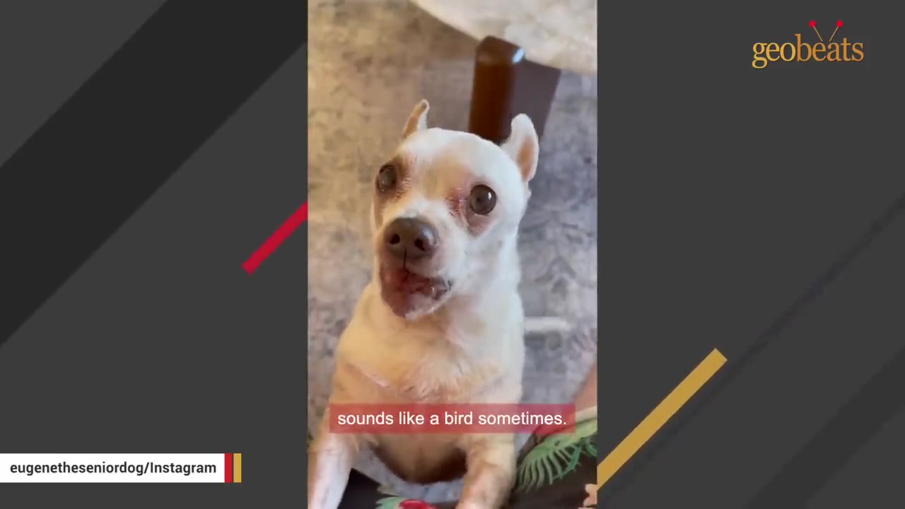 A small white and tan chihuahua-mix dog named Gus looks up with his mouth slightly open as if vocalizing, with a subtitle reading 'sounds like a bird sometimes.'