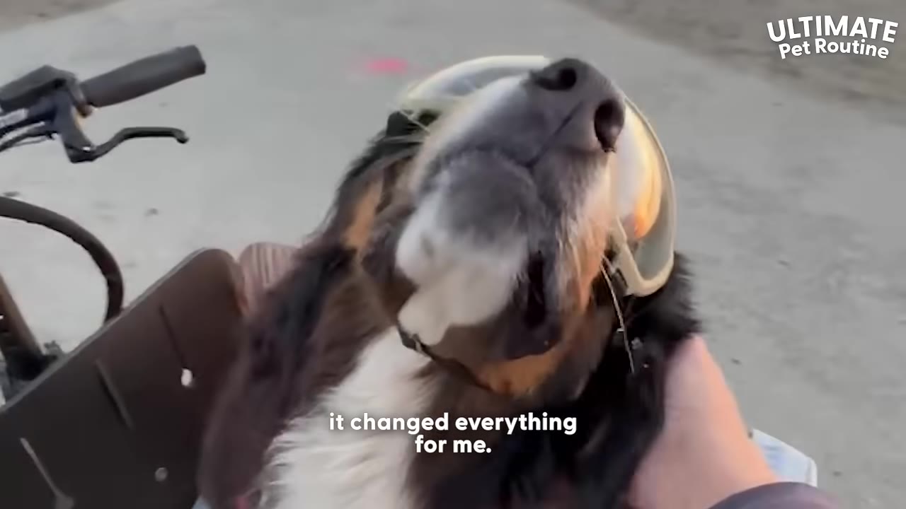 A Bernese Mountain Dog wearing protective goggles looks up while sitting in a bicycle basket, with a hand gently petting its side.