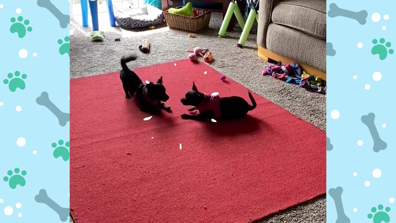 Two small black dogs wearing harnesses play together on a red rug in a living room.