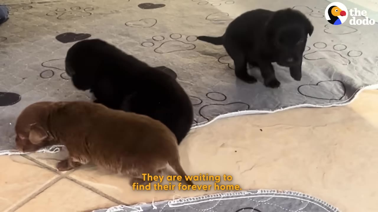 Three small puppies, two black and one brown, playing on a grey patterned mat on a tiled floor.