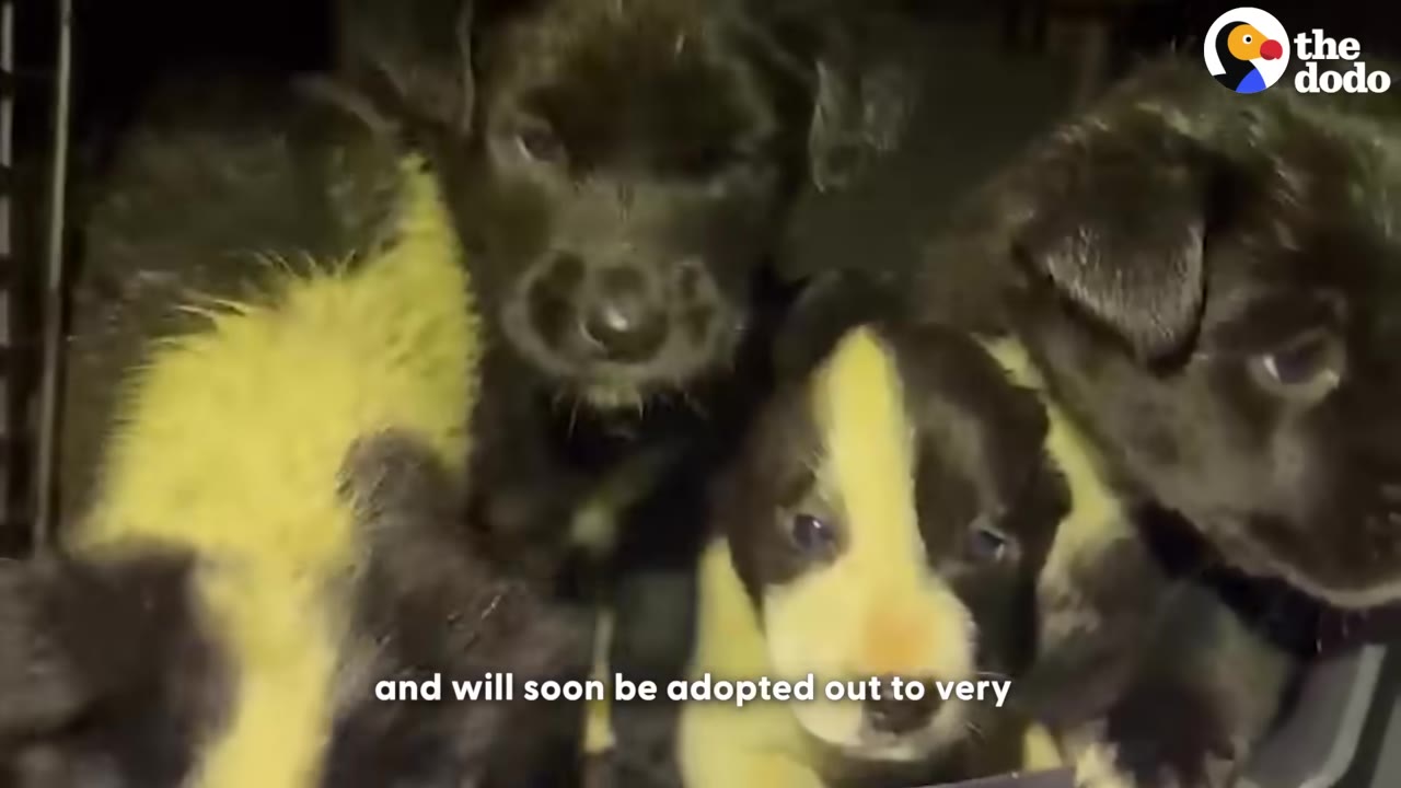 A group of small puppies, including black ones and a black-and-white one, huddle together and look curiously at the camera.