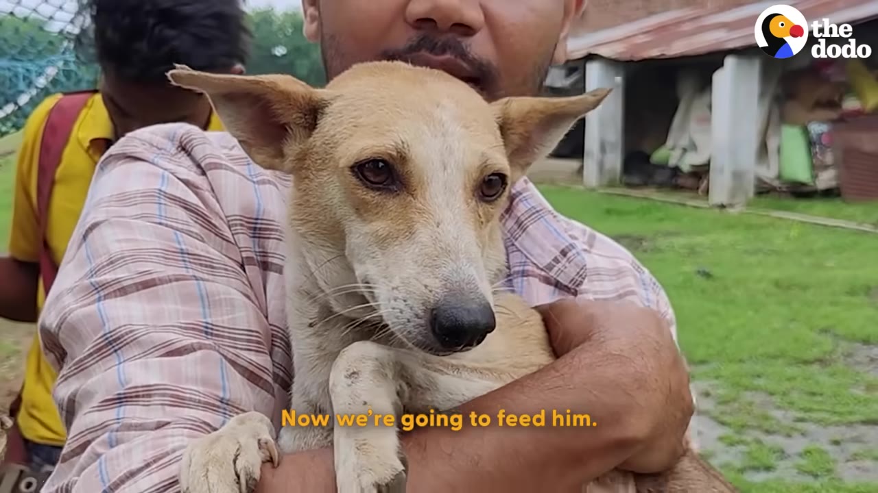 A close-up shot of a light brown dog being held gently in a man's arms, with text on screen reading 'Now we're going to feed him.'