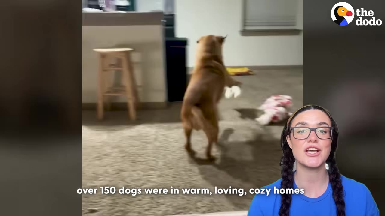 A brown dog stands on its hind legs inside a cozy living room with carpeted floors, next to a woman in a blue shirt speaking in the foreground.