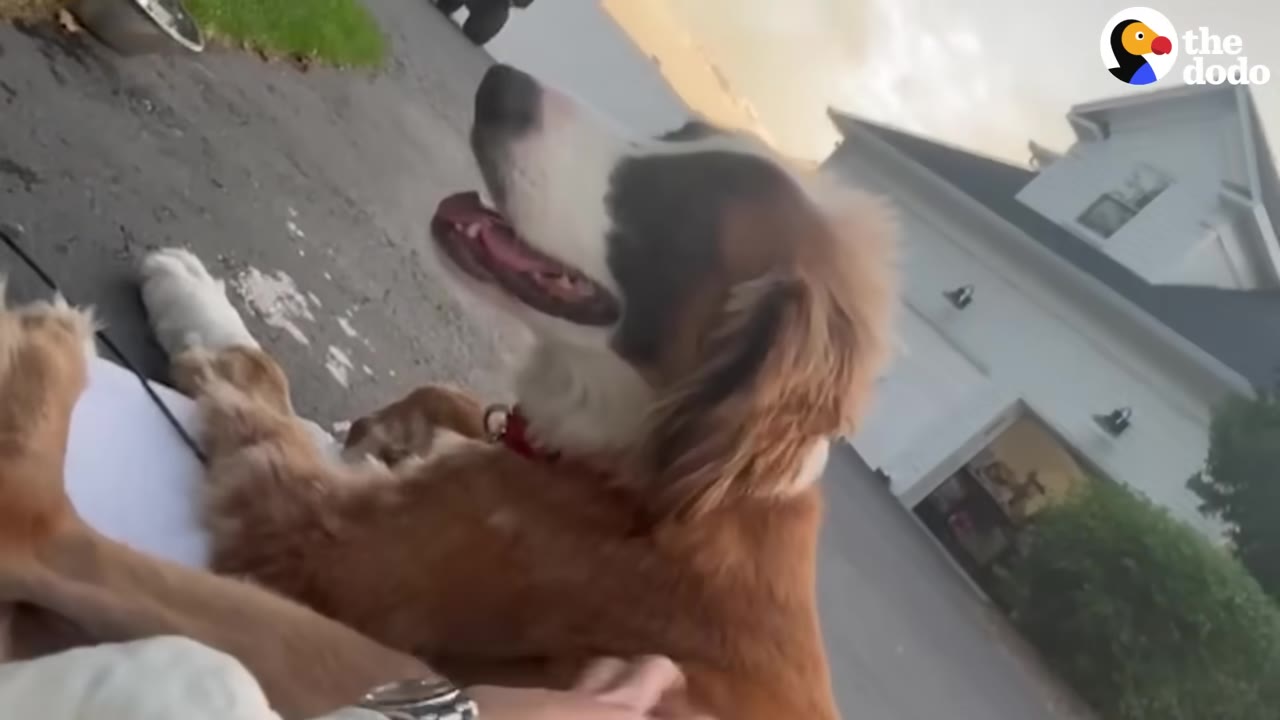 A brown and white dog with fluffy ears lies down outdoors while being gently petted by a person.