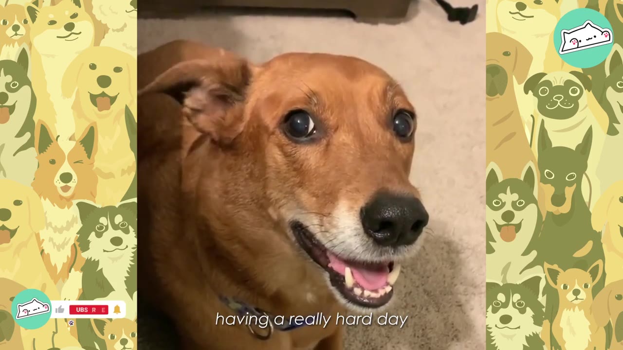 A close-up shot of a brown dog looking up with a wide, happy smile, showing its teeth.