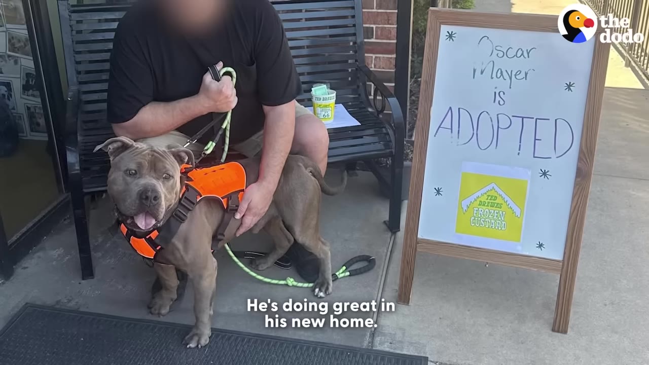 A gray pit bull wearing an orange harness stands next to a wooden sign that reads 'Oscar Mayer is ADOPTED'.