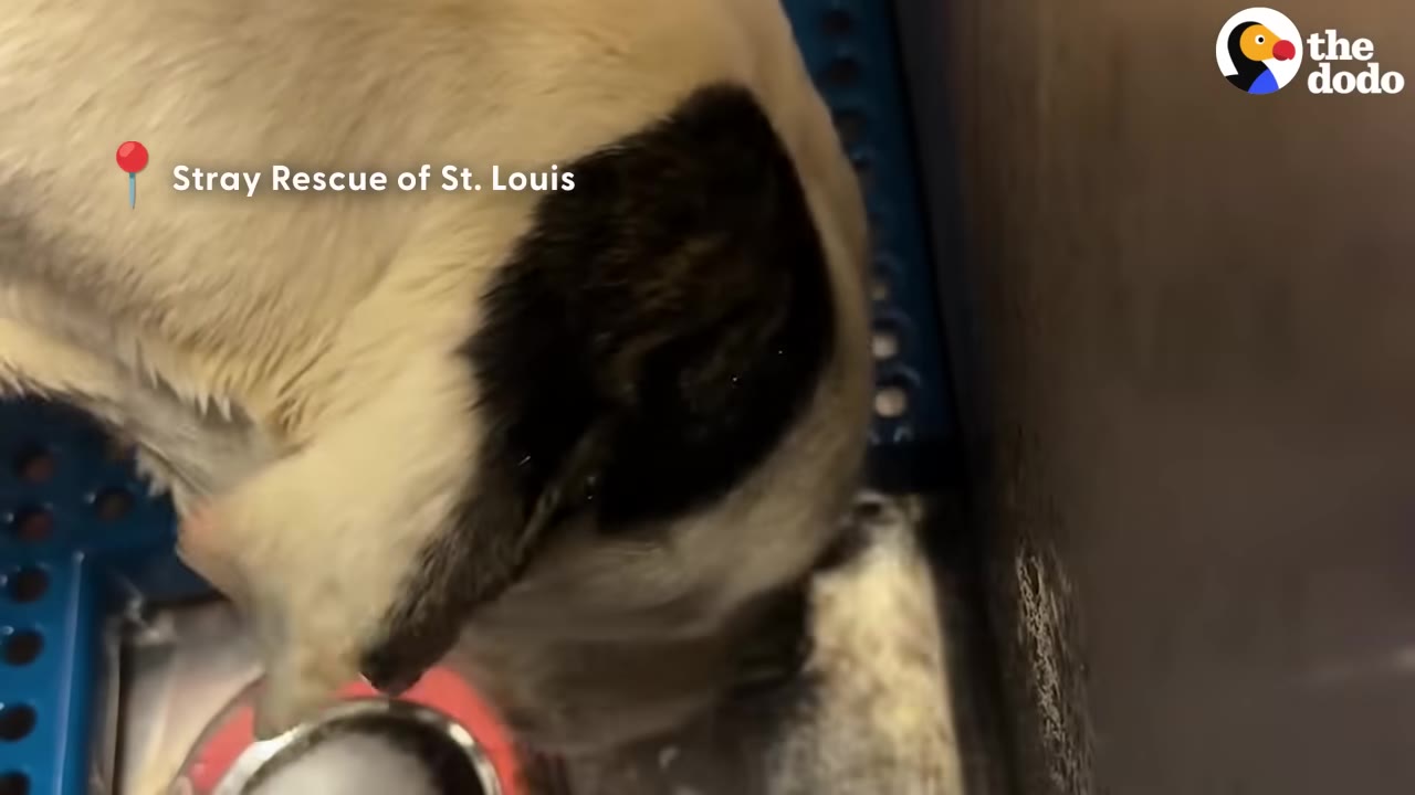 A close-up shot of a white dog with a dark patch on its ear at the Stray Rescue of St. Louis shelter.