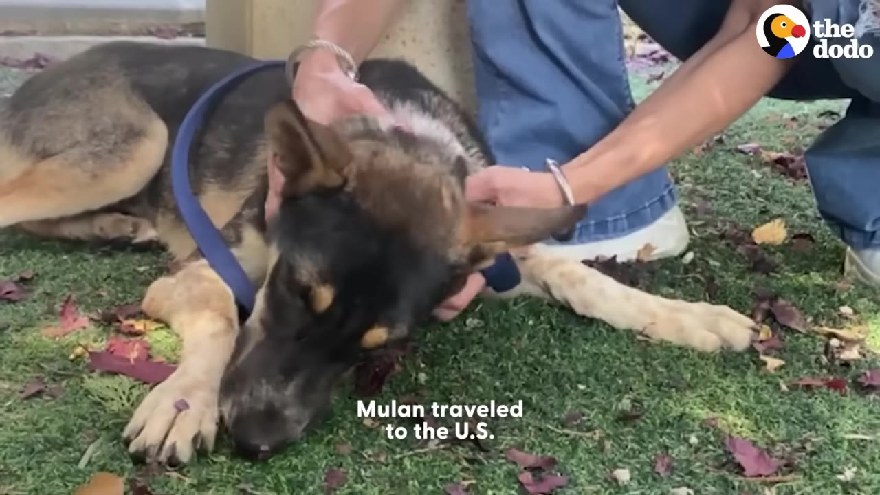 A German Shepherd mix dog lying on green grass covered with autumn leaves, being gently petted by a person.