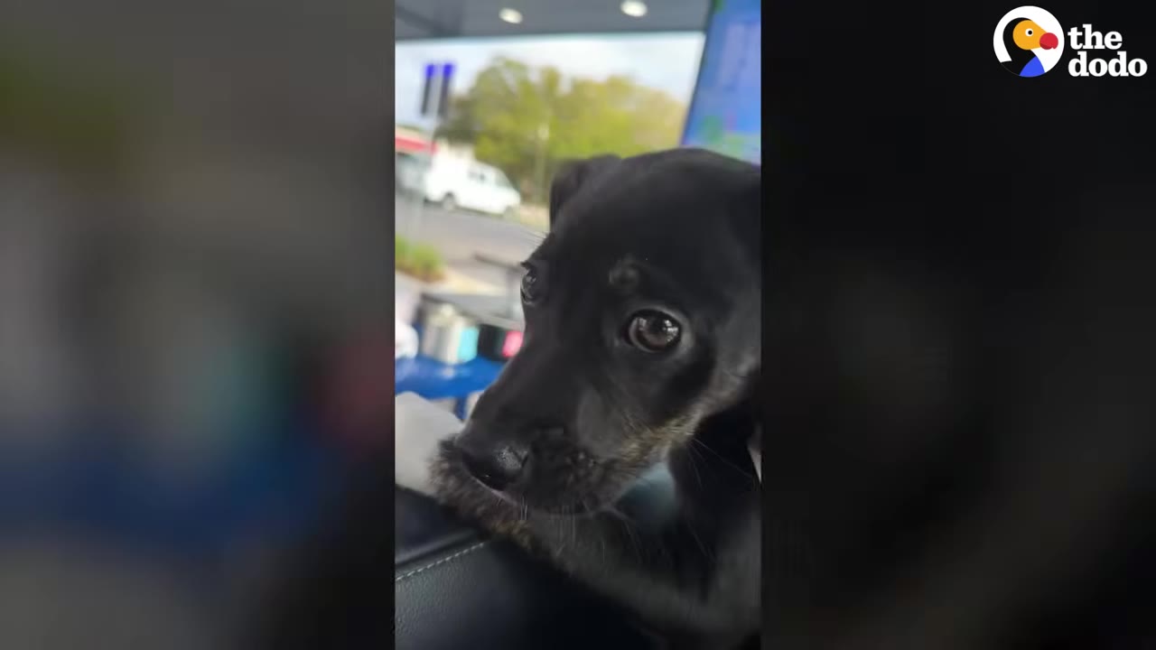 A close-up shot of a small black puppy with expressive brown eyes looking off-camera.