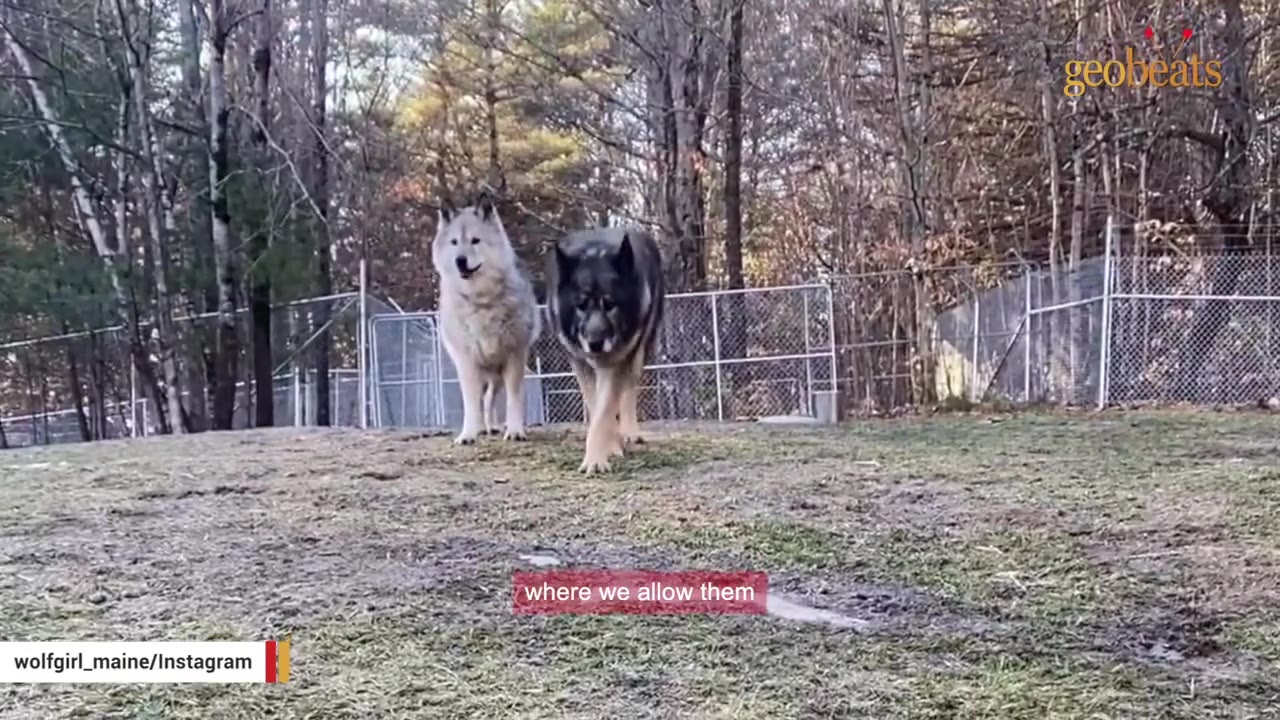 Two large wolfdogs, one white and one dark grey, walk side-by-side in a grassy, fenced-in outdoor enclosure.