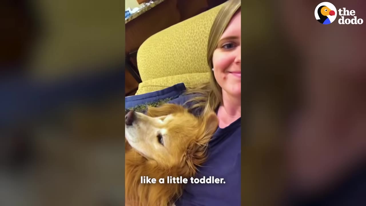An older golden retriever rests its head on a smiling woman's chest as they cuddle on a couch.