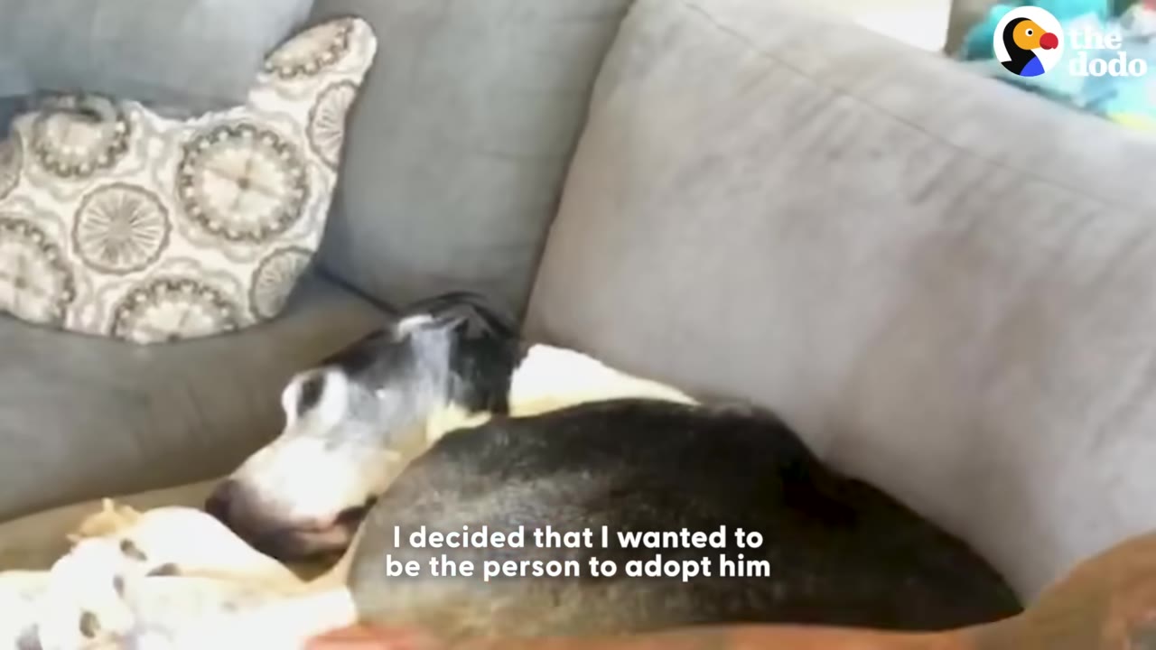 A black and white dog sleeps on a gray couch with text overlay reading 'I decided that I wanted to be the person to adopt him'.