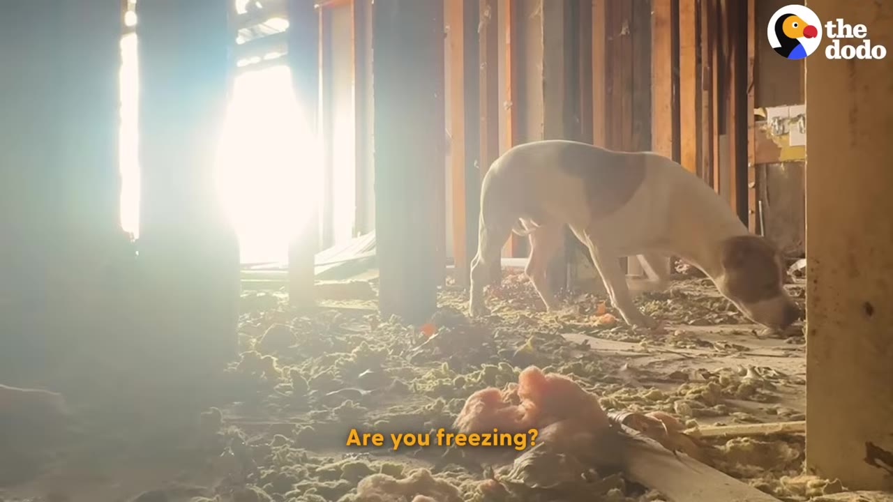 A brown and white dog stands amidst insulation debris and exposed wooden wall studs inside a ruined, sunlit building.