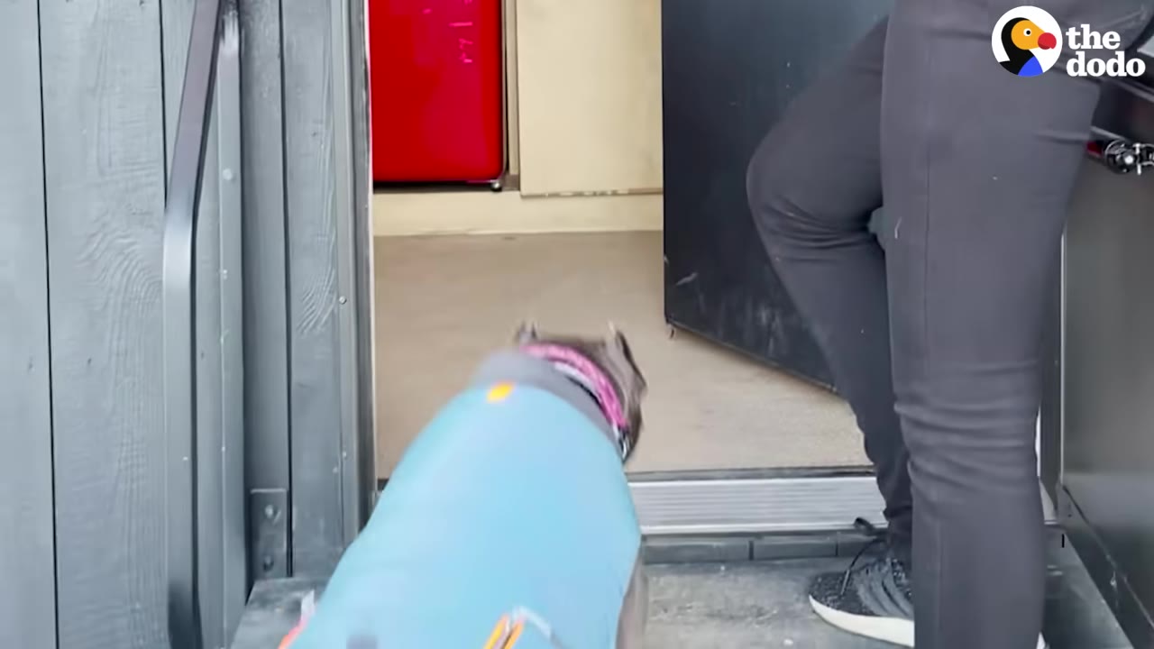 A gray dog wearing a light blue jacket walks through an open doorway into a cabin.