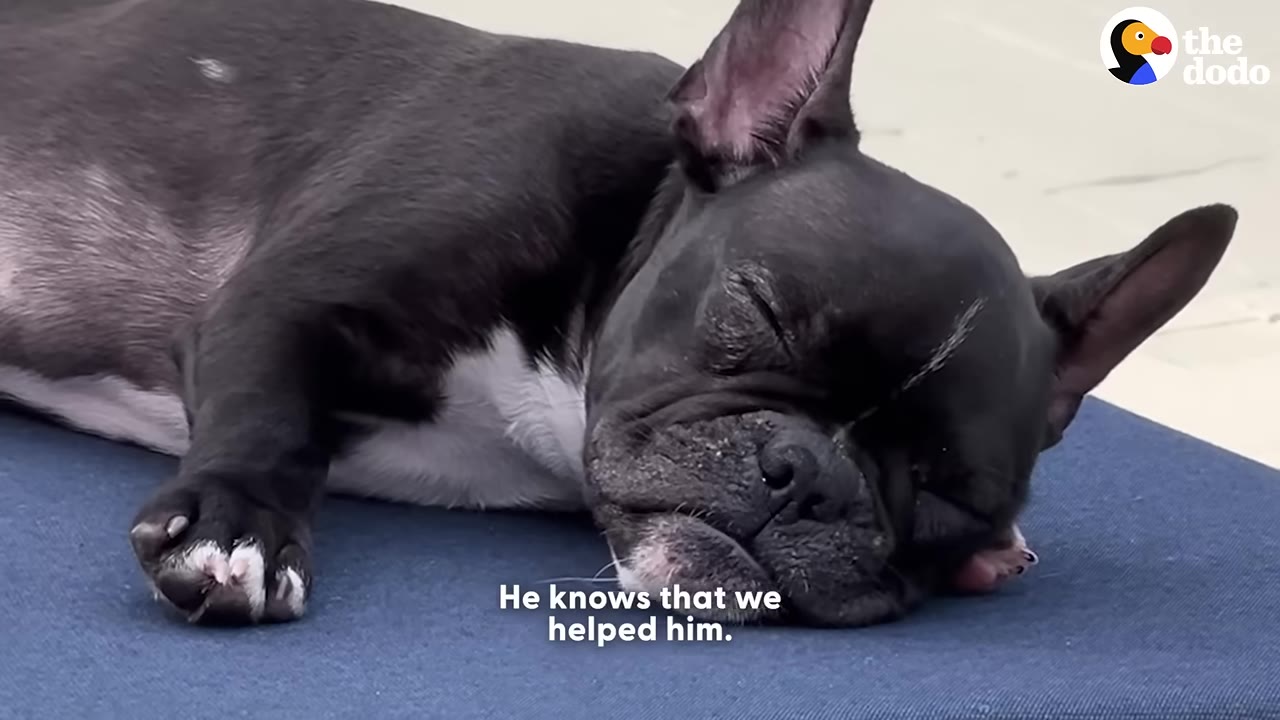 A black French bulldog sleeping peacefully on a blue cushion with text overlay reading 'He knows that we helped him.'