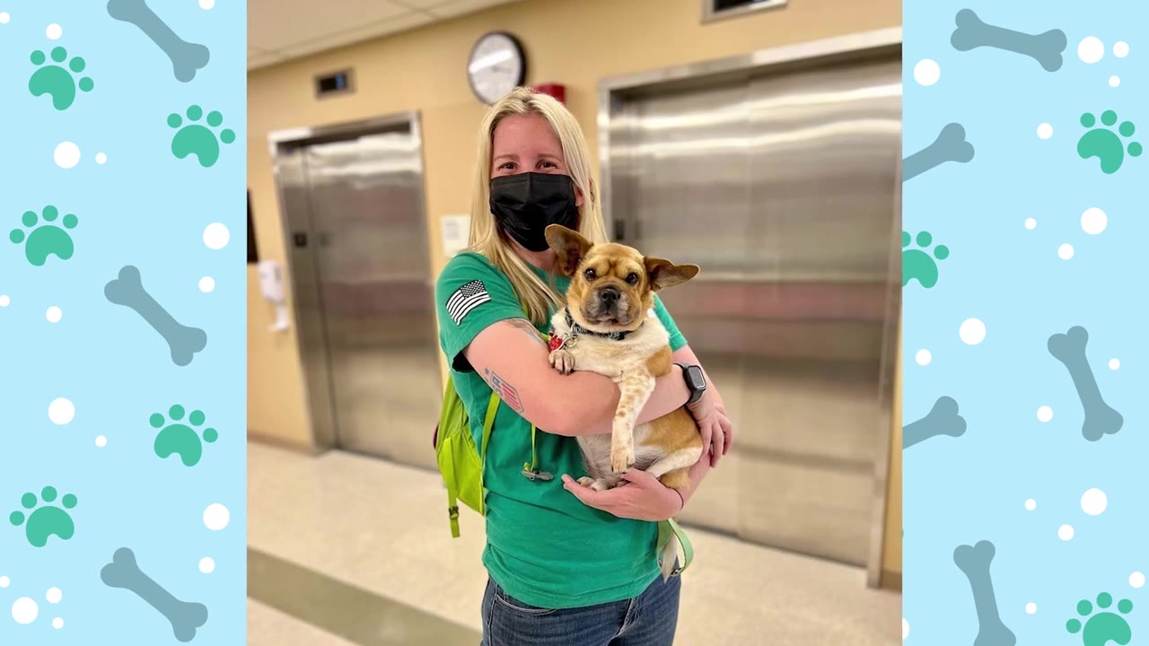 A blonde woman wearing a black face mask and a green t-shirt holds a small, light brown and white dog with large ears in her arms inside a building with elevators in the background.