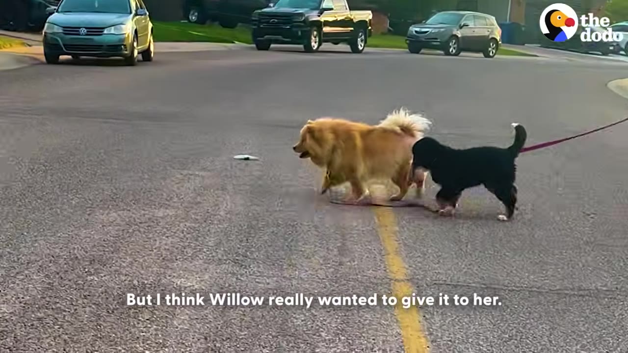 A fluffy golden dog and a black puppy walk side-by-side across an asphalt street, with the puppy holding the golden dog's leash in its mouth.