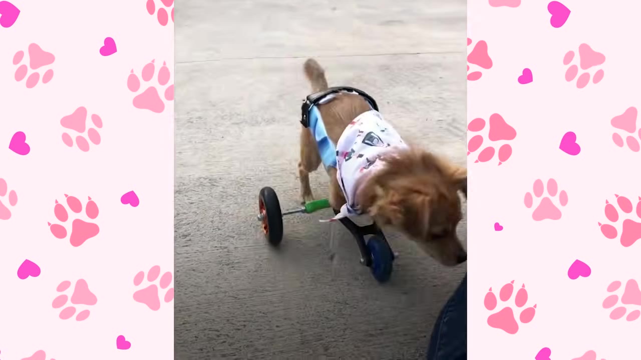 A small brown dog wearing a patterned bandana and a blue diaper uses a custom front-wheel mobility cart to walk on a concrete surface.