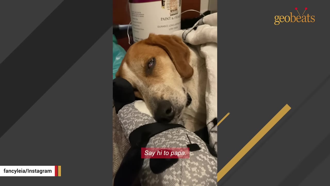 A brown and white hound dog rests its head on a patterned plush toy while lying under a blanket, with a subtitle that reads 'Say hi to papa.'