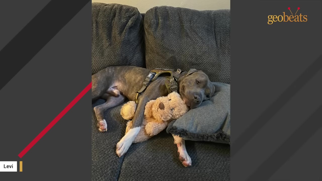 A grey pit bull wearing a harness lies on a dark grey couch, resting its head on a pillow while hugging a plush teddy bear.