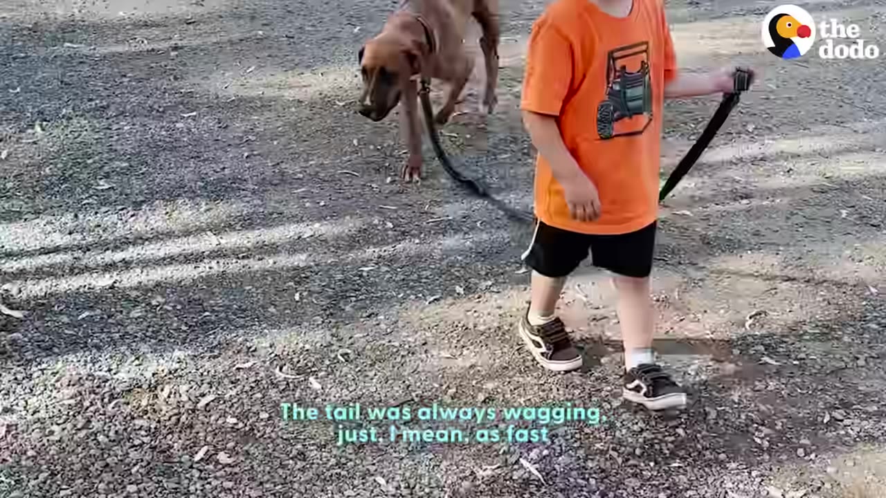 A young boy in an orange t-shirt and black shorts walks a brown dog on a leash along a gravel path.