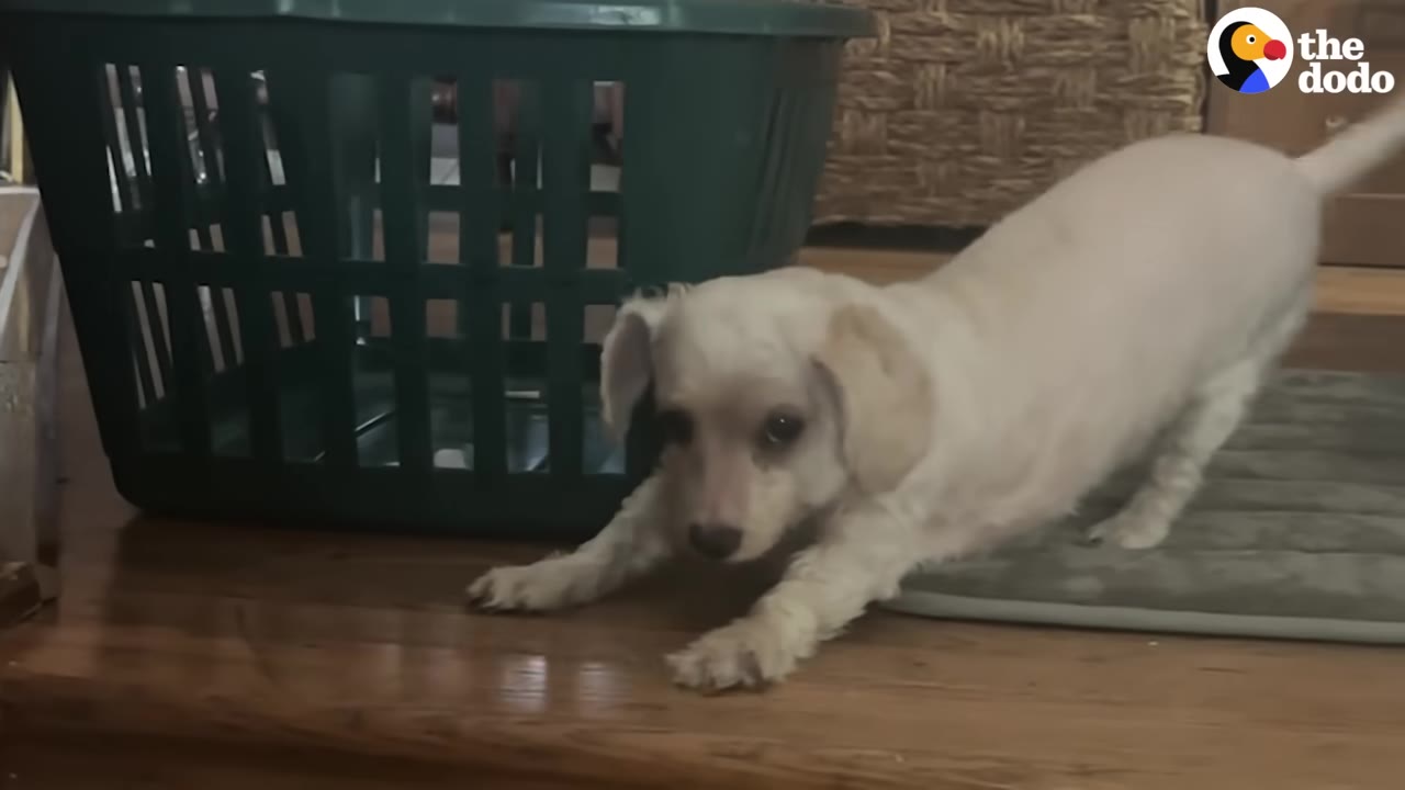 A small white dog stretching on a wooden floor next to a green laundry basket.