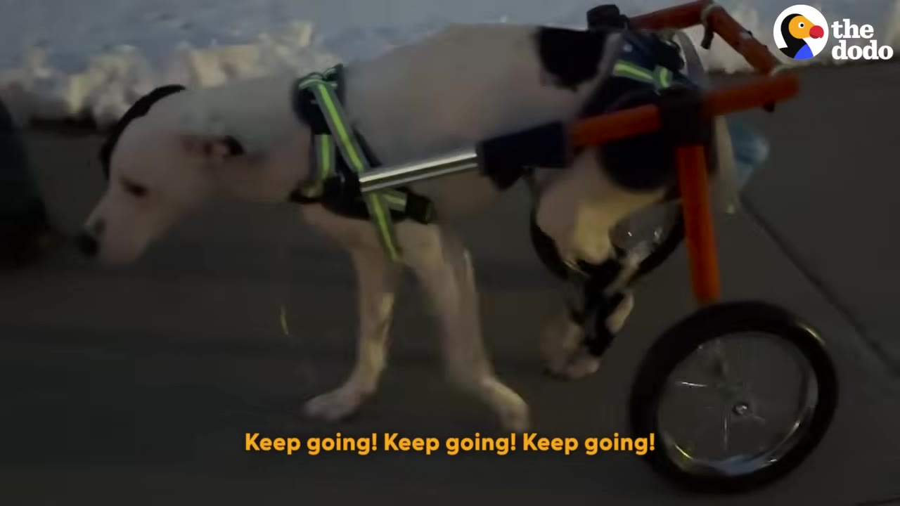 A white dog with black patches on its head and back walks forward using a custom orange and black two-wheeled wheelchair.