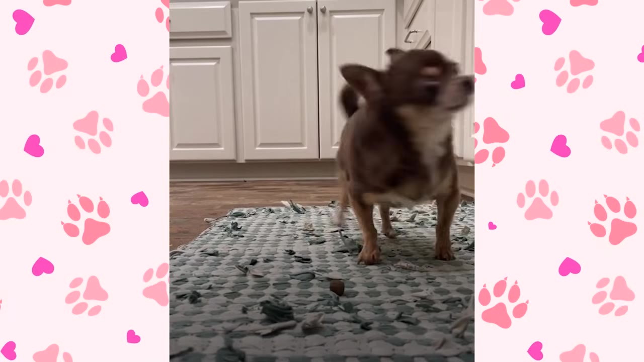 A small brown Chihuahua stands on a woven rug in a kitchen, turning its head quickly.