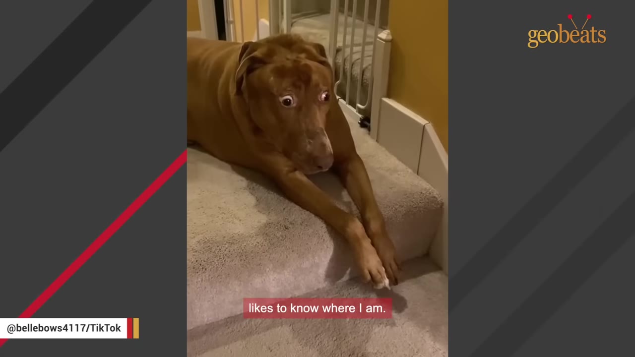 A brown dog with wide eyes lies on carpeted stairs, looking towards the camera.