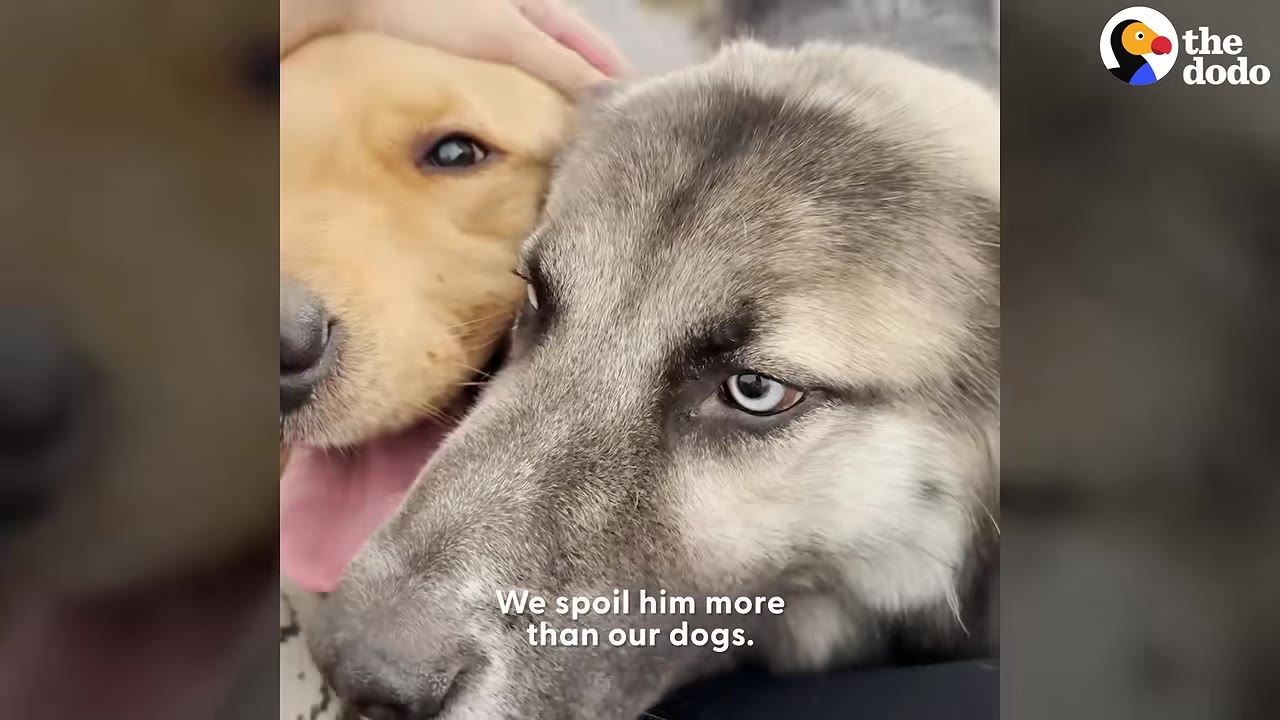 A close-up of a grey and white dog with light-colored eyes being petted next to a golden dog.