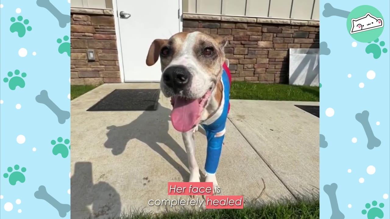 A happy brown and white dog with a blue bandage on its front leg smiles at the camera on a sunny day.