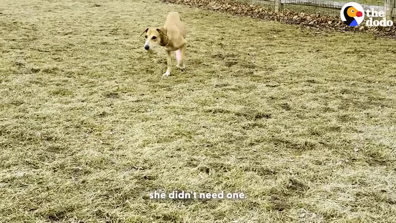 A tan dog walking on its own across a grassy field, showing its recovery.