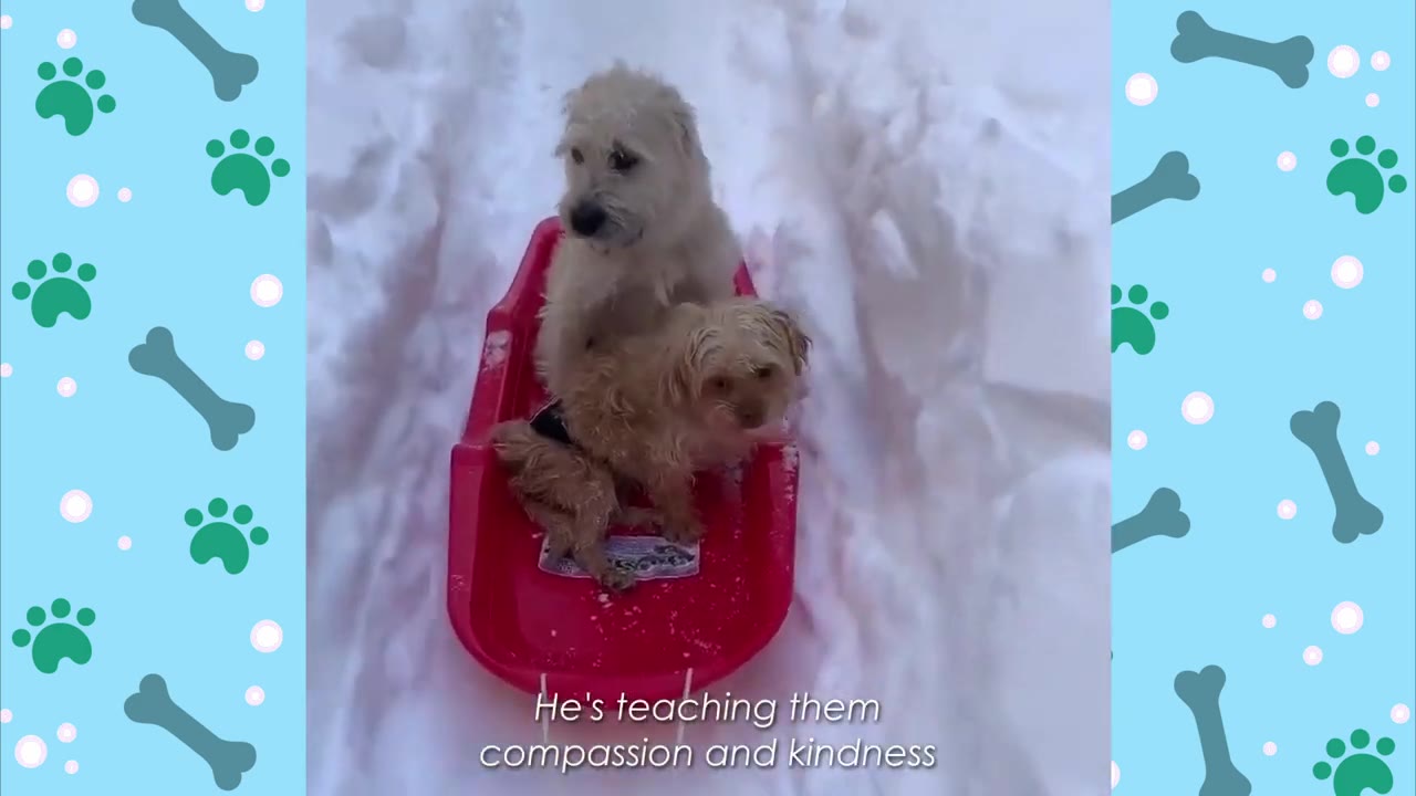 A scruffy white dog and a small brown dog sit together on a red plastic sled in a snowy path, with the text 'He's teaching them compassion and kindness' displayed at the bottom.
