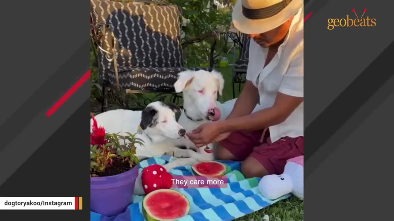Two dogs, one white and one black and white, sit together on a blue and white checkered picnic blanket while a man feeds them watermelon.
