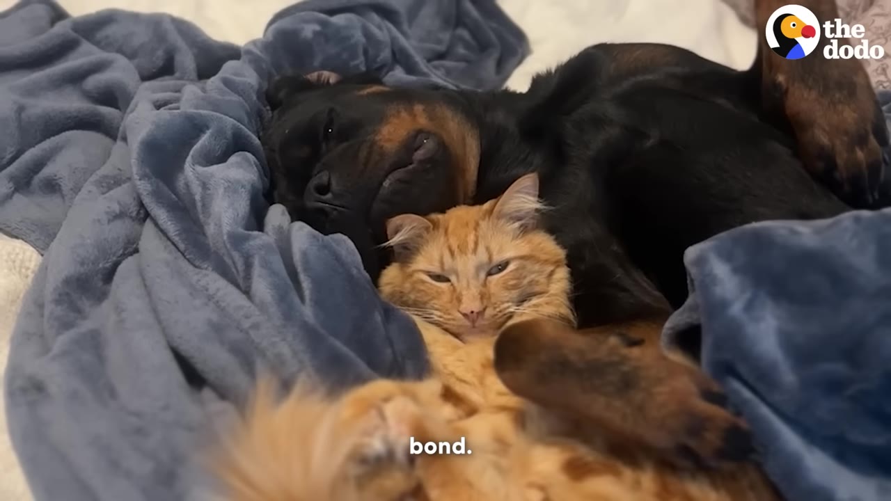 A black dog and an orange cat cuddle together under a blue blanket, looking relaxed and content.