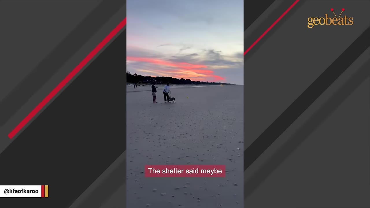 A wide shot of a sandy beach at sunset with two people and a dog, featuring a red caption box that reads 'The shelter said maybe'.