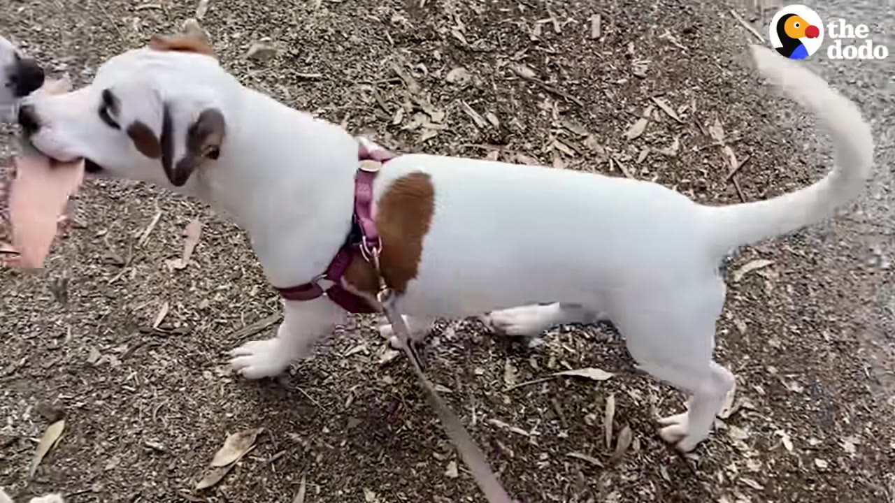 A small white dog with brown patches standing on a dirt path, wearing a pink harness that fits perfectly.