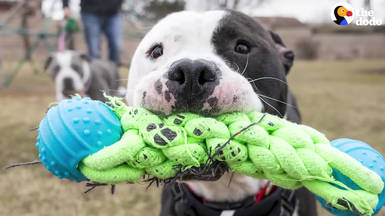 A close-up of a black and white dog happily holding a bright green rope toy with blue rubber ends in its mouth.