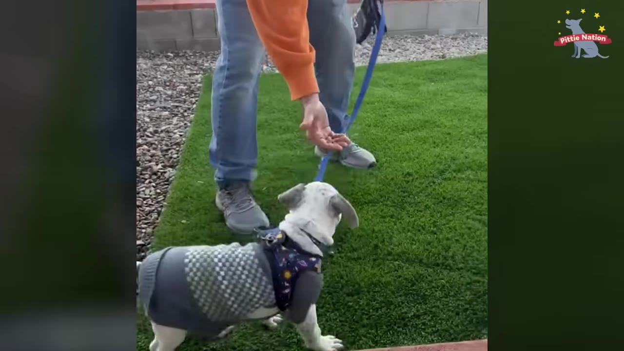 A white and grey dog wearing a patterned sweater and harness stands on a green lawn next to a person holding its blue leash.