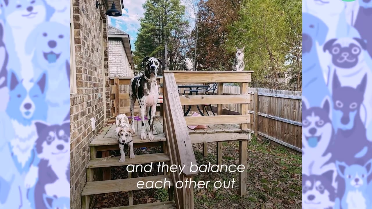 A large black and white Great Dane stands on a wooden deck next to a smaller spotted puppy, while a cat sits on the deck railing in the background.