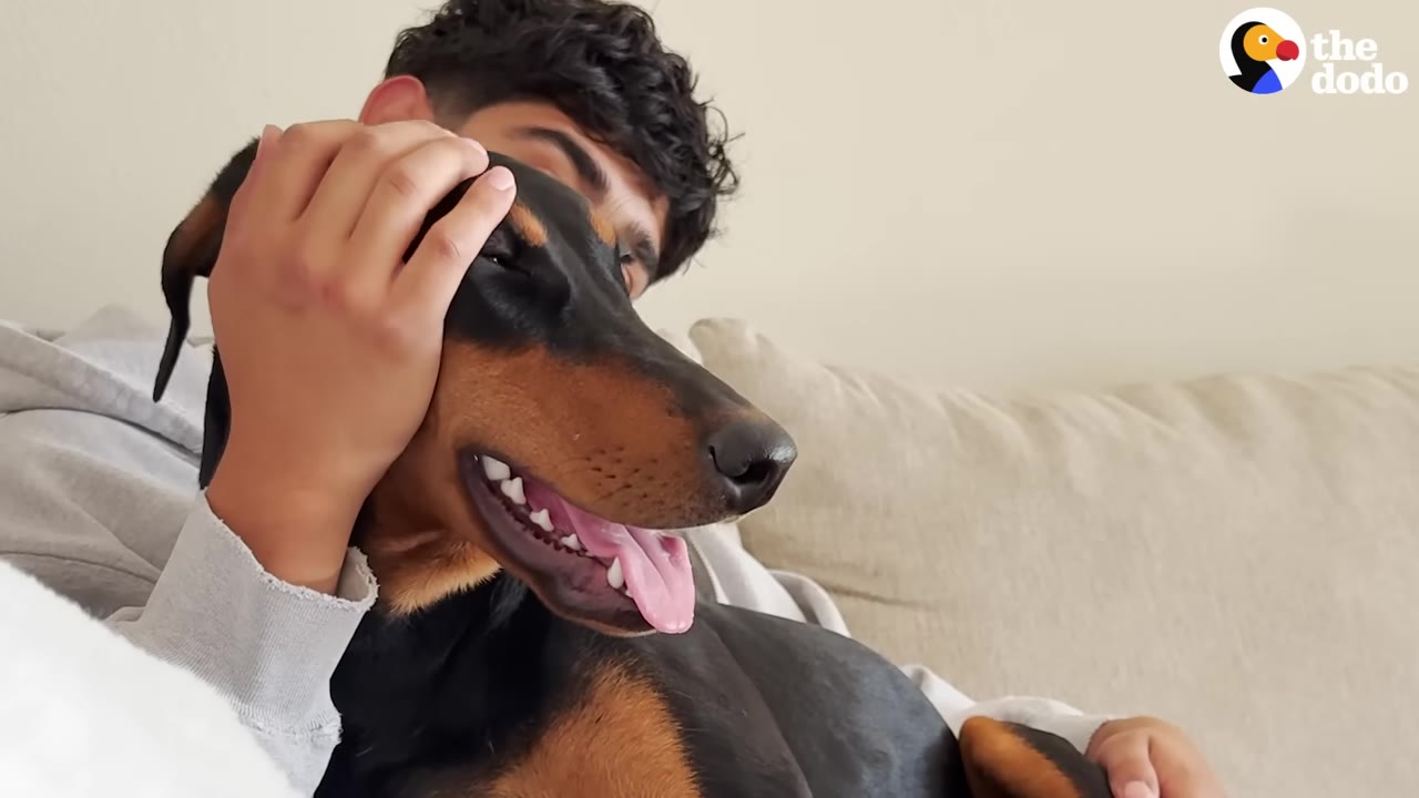 A black and tan Doberman dog rests its head happily on a couch while a young man gently pets its head.