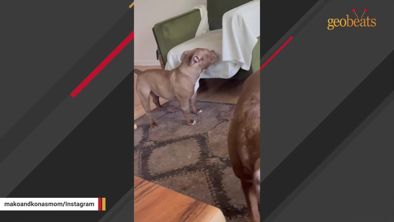 A tan pit bull-type dog stands on a patterned rug in a living room, looking up with its head tilted slightly.