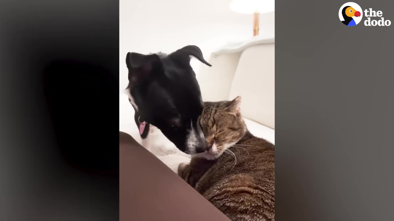 A black and white dog gently nuzzles the face of a tabby cat who is leaning in with closed eyes.