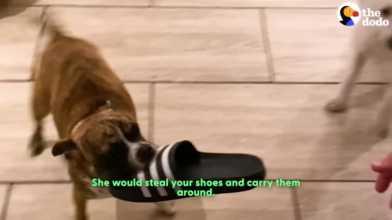 A brindle dog holds a black-and-white striped slide sandal in its mouth on a tiled floor.