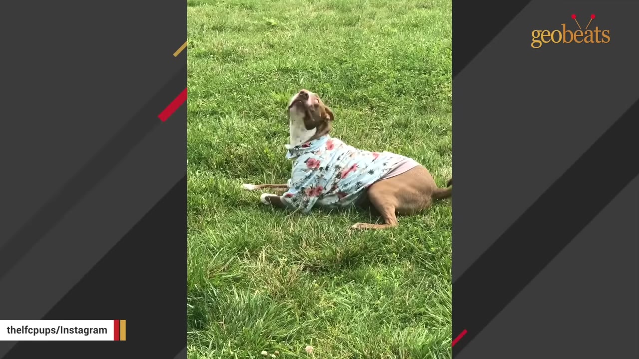 A brown and white dog wearing a light blue floral Hawaiian shirt lies on a green grassy field, looking up.