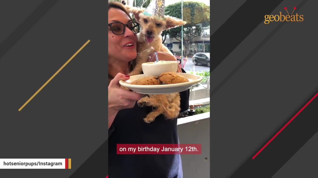 A woman wearing glasses holds a small, light-colored dog wearing a silver party hat. She is holding a plate with cookies and a small bowl with a candle, celebrating a birthday.