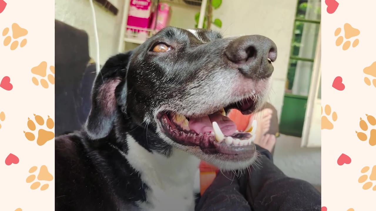 A close-up shot of a black and white dog with its mouth open in a happy, smiling expression.