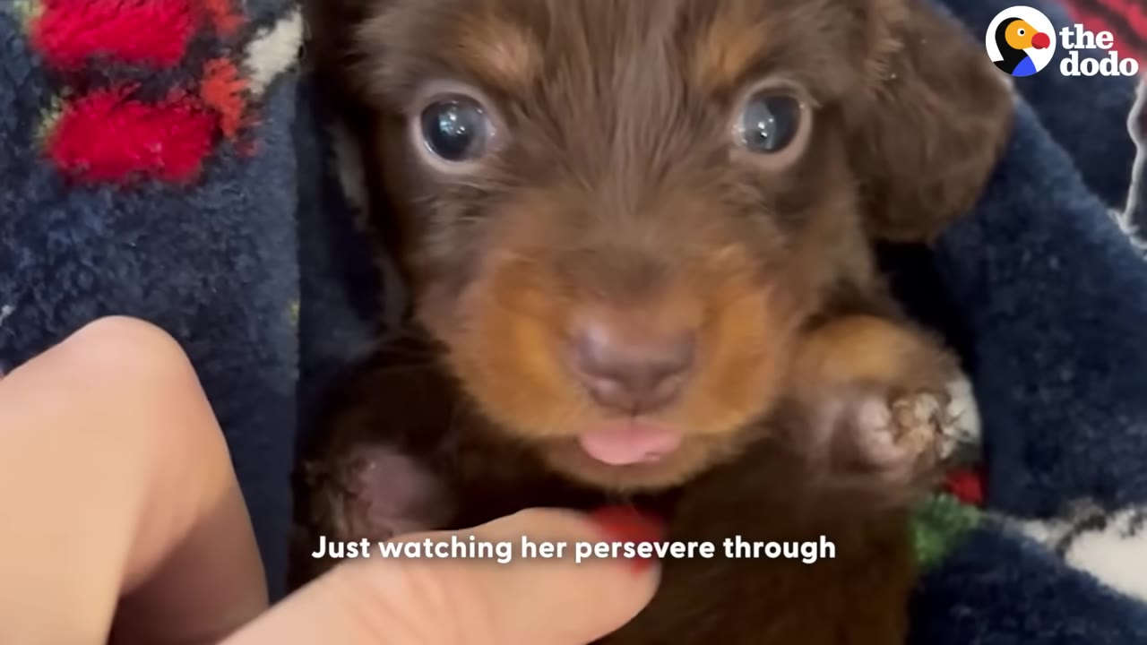 A close-up of a small brown puppy with wide eyes and its tongue slightly sticking out, being gently touched by a person's hand.
