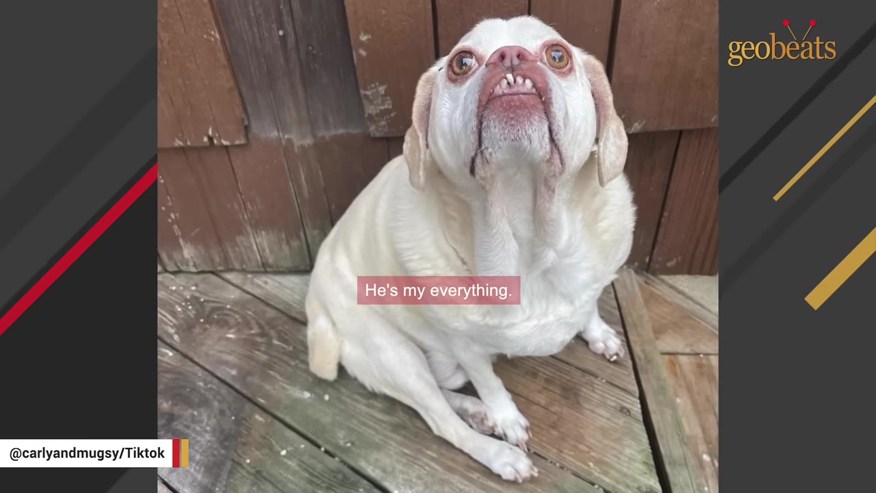 A white pug-mix dog named Mugsy sits on a wooden deck, looking up with wide eyes and showing his underbite, with a caption that reads 'He's my everything.'