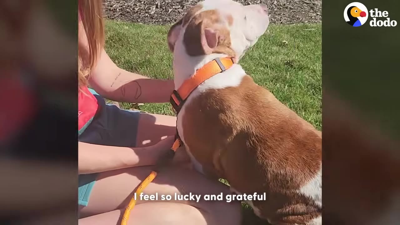 A brown and white dog wearing an orange collar sits on the lap of a woman sitting on a grassy lawn.